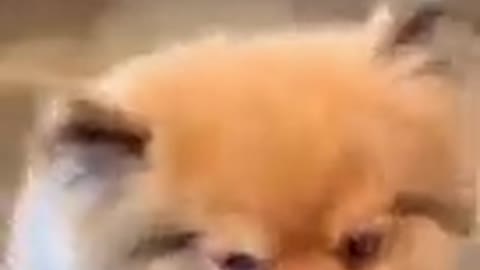 Cute puppy likes chocolate #short#trending#viral#dog