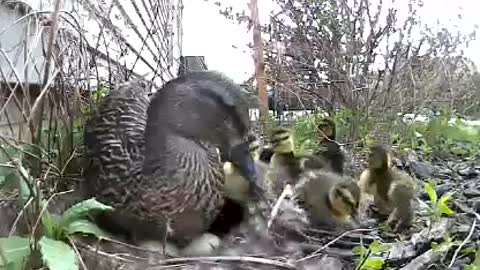 Ducklings leaving their nest with mama.