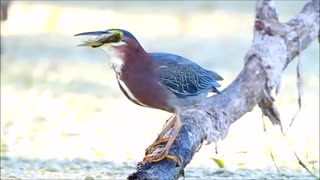 Green Heron Catching Fish