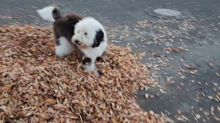 George in the leaves 01