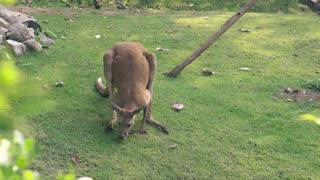 Scientists Have Identified Australia’s Most Frightening Predator