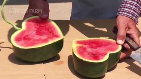 The Most Expensive Fruit in the World - Incredible Japanese Agricultural Technology Farm