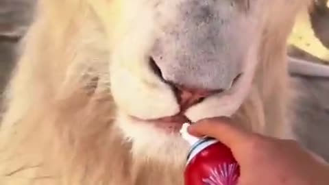 Big Cats Try Whipped Cream! ADORABLE