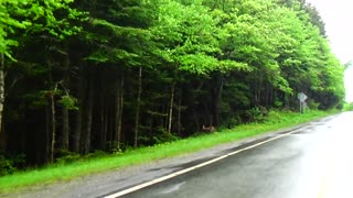 White-tailed deer