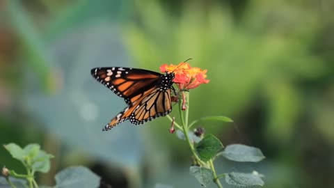 The beauty of butterflies is amazing with nature
