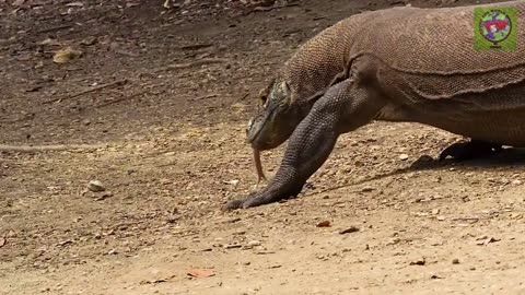 Komodo Dragon