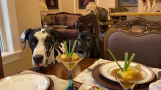 Beef Tips Martini Causes Great Dane To Forget His Table Manners