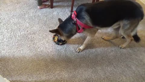 German Shepherds 2 Year Birthday Surpirse!