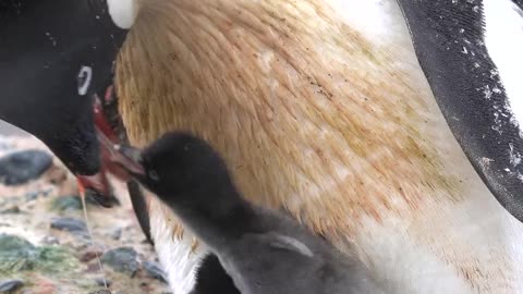 Feeding time for hungry chicks. Parent penguins catch krill in the sea, then feed their chicks by