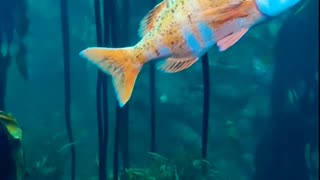 weird fish