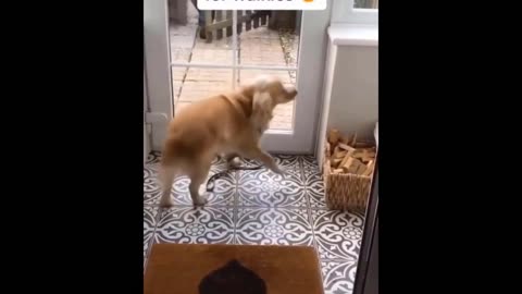 Try Not To Laugh Cats And Dogs Videos �� - Best Funniest Animals Video 2024