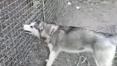 My Husky Trying To Get My Chickens