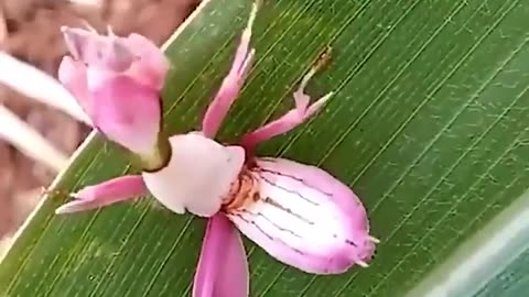 Orchid mantis camouflage as a flower