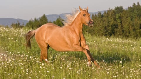 3 MINUTES of BEAUTIFUL PALOMINO HORSES