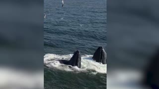 SEAS THE DAY: Whale Watchers Experience Rare Encounters With Marine Mammals