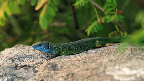 Blue and green lizard on a rock