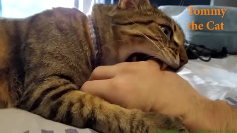 Tommy the cat loves massaging owners hand with his mouth