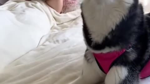 Husky YELLS at Her Dad to WAKE UP!