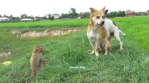 Viral Cute dogs playing with monkeys