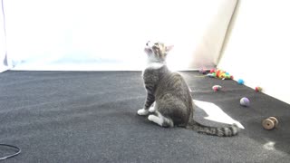 Funny Kitten Playing ASMR