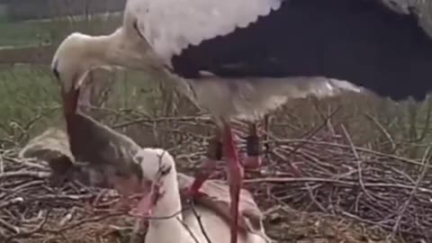 Father stork brings a blanket to warm up mother stork while she broods ❤️