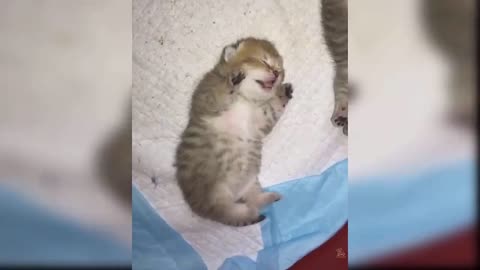 Baby Cats: Seventh Compilation of Cute and Funny Cat Videos | Aww Animals