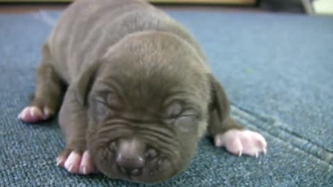 Cute Pitbull Puppies!