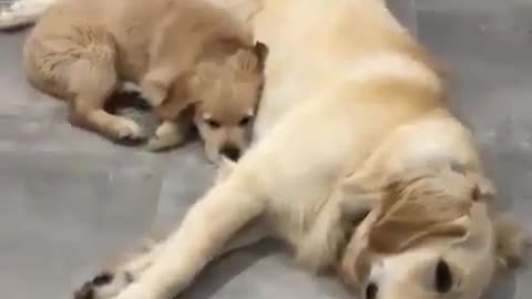 Funny animal videos|Cute animal videos |Funny dog&cat videos|Hilarious pet videos|Funny video