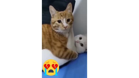 Funny cat video 🤣 rumble videos 🤣