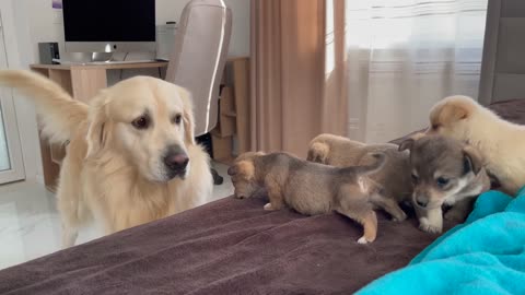 Golden Retriever Meets Puppies for the First Time!