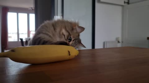 May I try this banana 🍌 ?