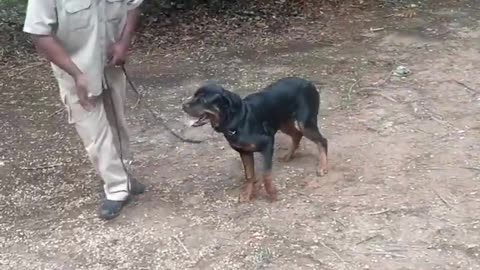 8 month old Rottweiler do some trick and obedience training.