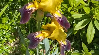 Bearded Iris