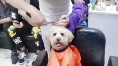 Puppy in barbershop line❤️❤️