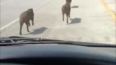 funny moment 3 pigs enter the toll road