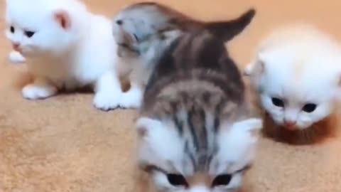 "Tiny Kittens Take Their First Adorable Steps – A Journey of Cuteness Begins!"