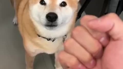 Owner Gives Shiba knuckle sandwich 🥪