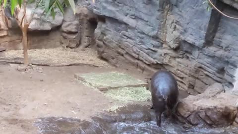 Mini hippo has the zoomies