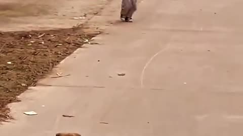 puppy waiting for his friend