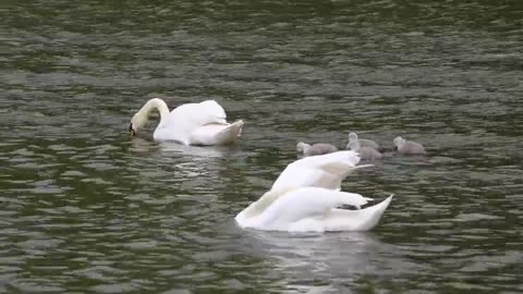 Mute Swan Family