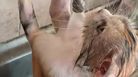 Cats bathe themselves 😯