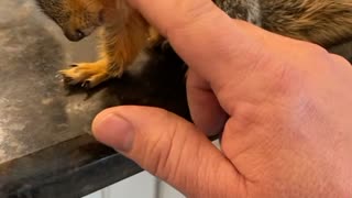 Baby Squirrel Gets Some Scratches