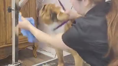 Cranky Bulldog cries like an alien for nail clipping