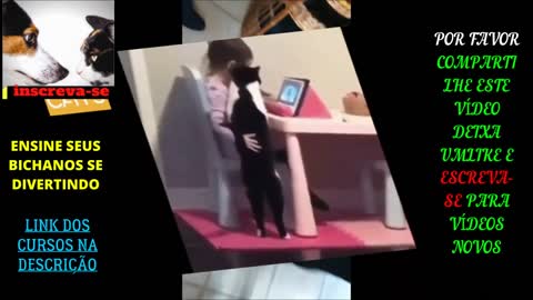 FUN AND FUN DOGS AND CATS VIDEOS Dog Driver and Cat Dancer