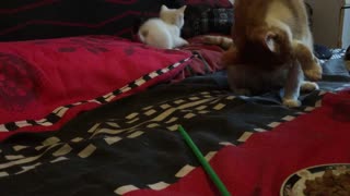 Tiny kitten zooms off after her sister
