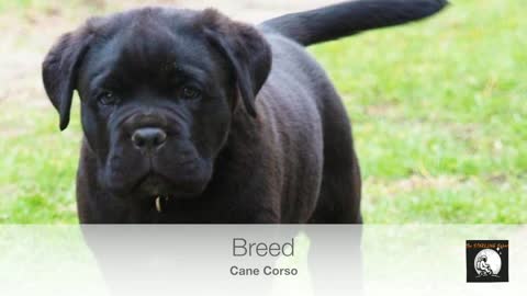 Top 10 BIGGEST Dog Breeds IN THE WORLD