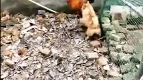 Chicken vs Dog fight
