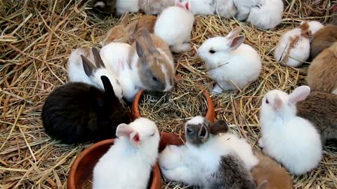 #Cute_rabbits #cute_animal #funny_video