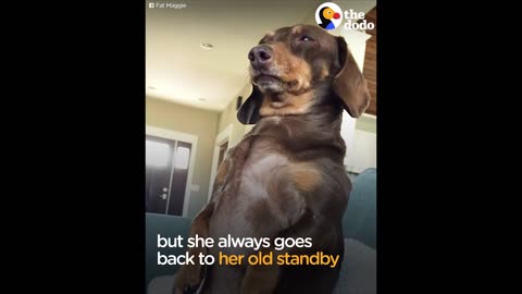 Dachshund Dog Has Signature Move To Get Attention & Other Funny Animals | The Dodo Top 5
