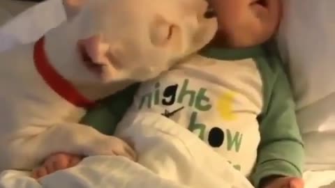Cute funny dog playing with a sleeping baby